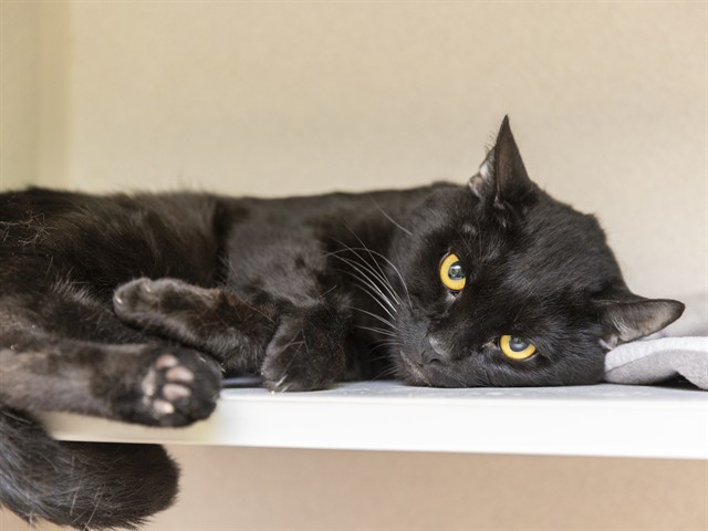 Image of Burton the cat