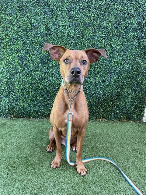 Image_A273763