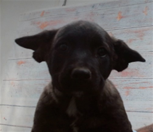 Image_A852786