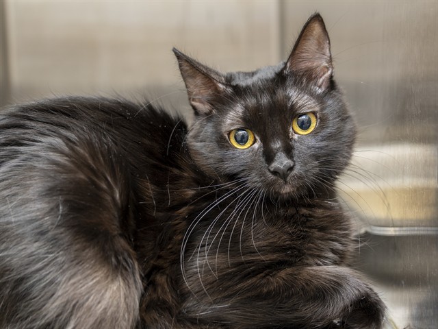 Image of Ivy the cat