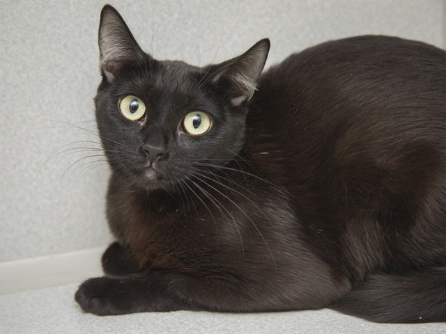 Image of Graham the cat