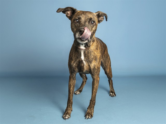 Image of Delilah the dog