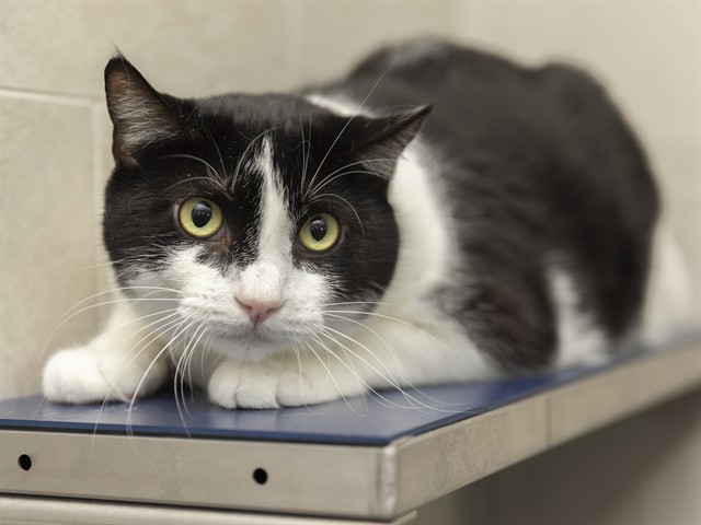 Image of Junior the cat