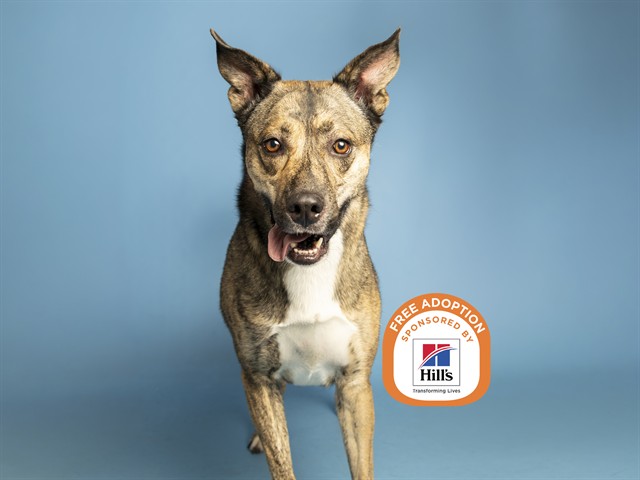 Image of Buddy the dog