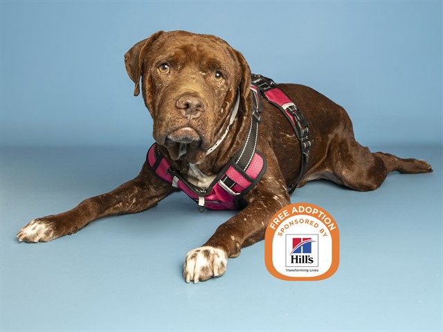 Image of Axel the dog