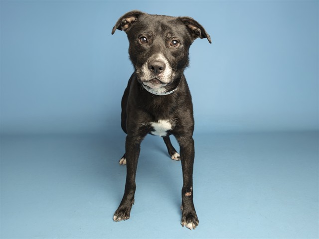 Image of Prince the dog