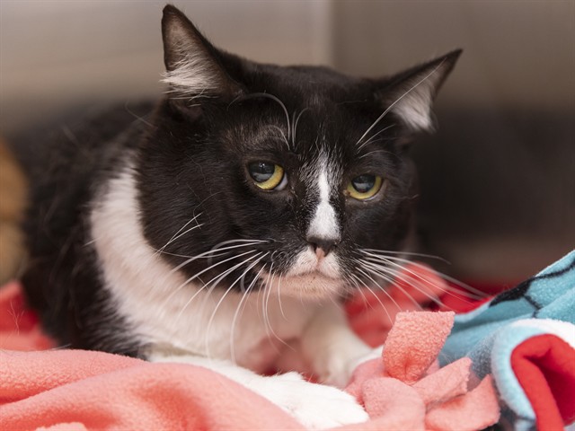 Image of Bodie the cat