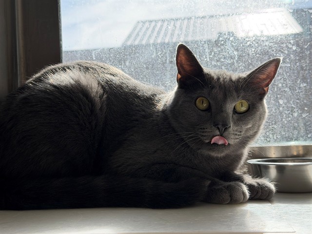 SIMBA