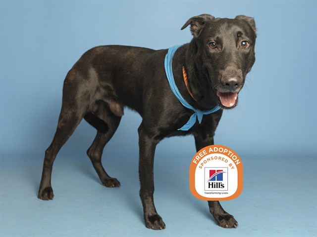 Image of Pauly D the dog