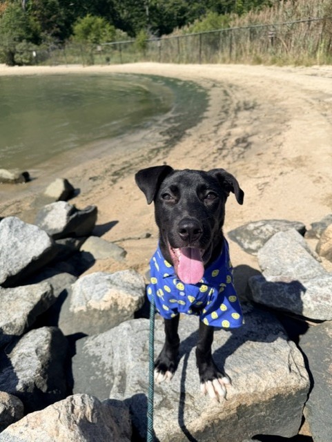 Owen, Pit Bull Terrier