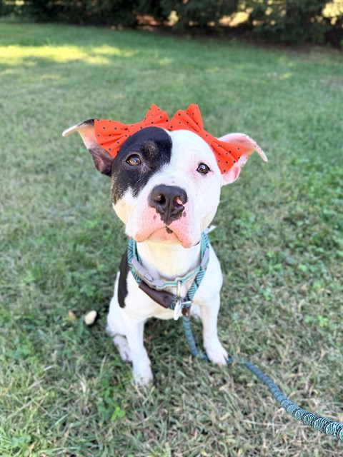 Amber, Pit Bull Terrier