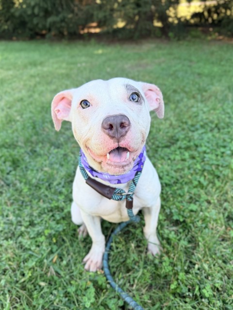 Dani, American Pit Bull Terrier