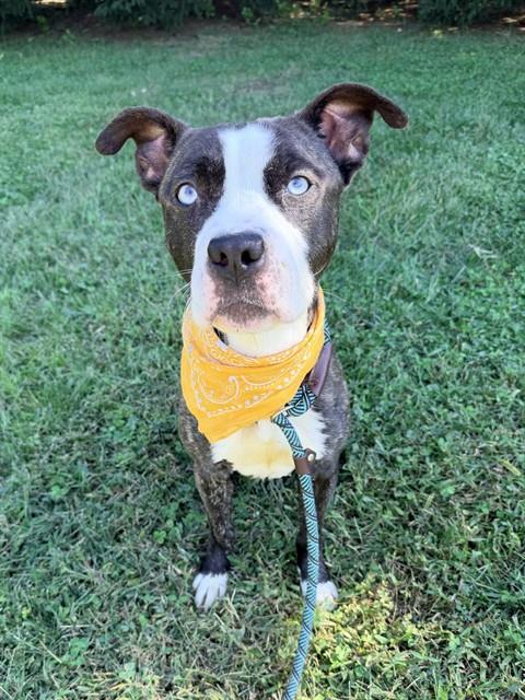 Kilo, American Pit Bull Terrier Mix