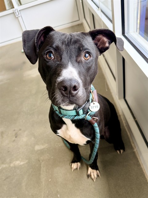 Jasai, Pit Bull Terrier