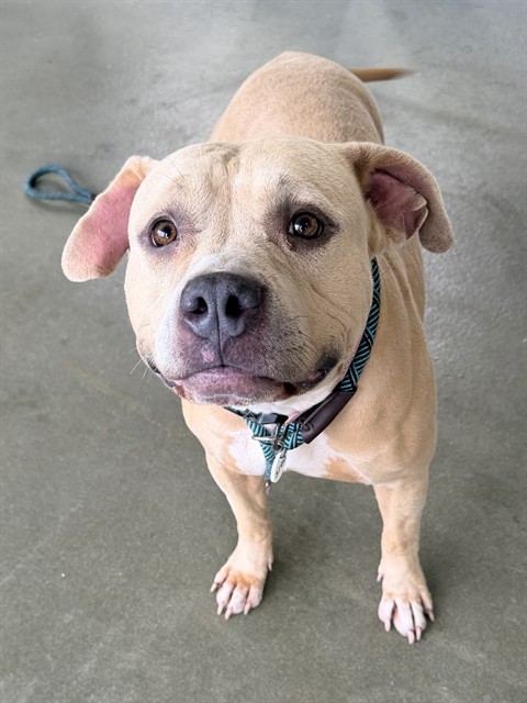 Egypt, American Pit Bull Terrier