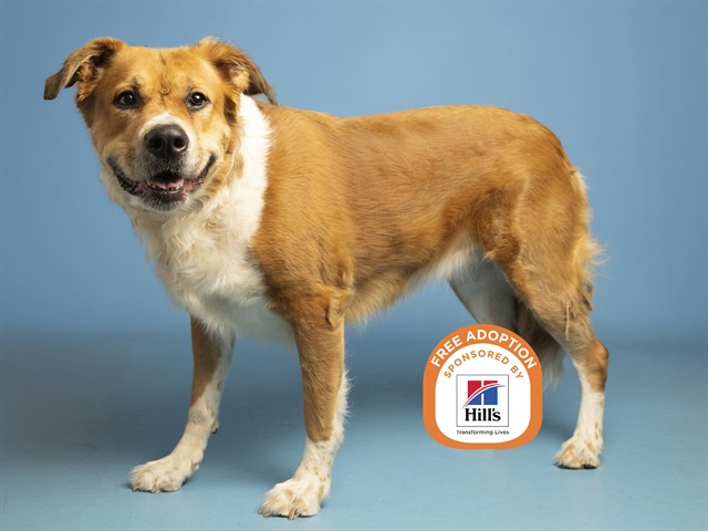 Image of Minnie the dog