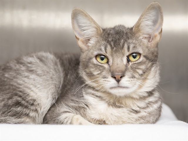 Image of Finn the cat