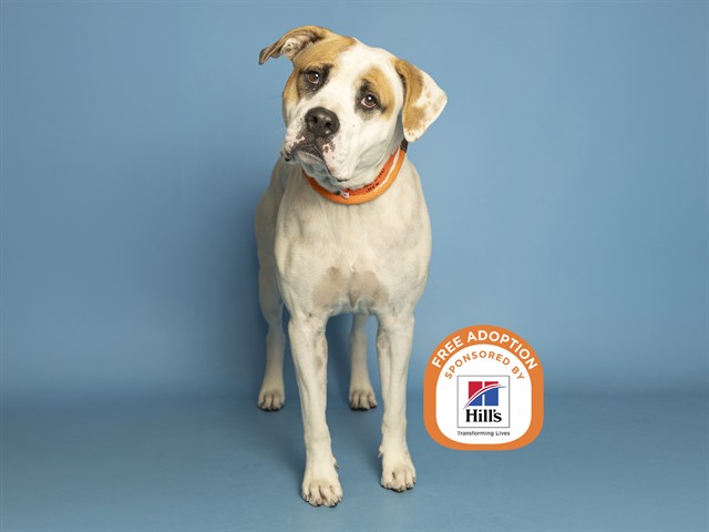 Image of Jef the dog