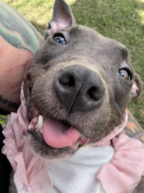 Hannah, American Pit Bull Terrier