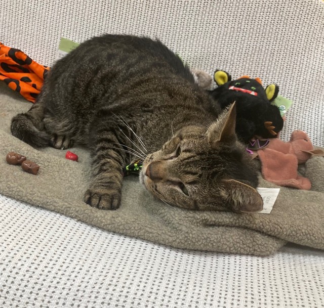Simba, Domestic Shorthair