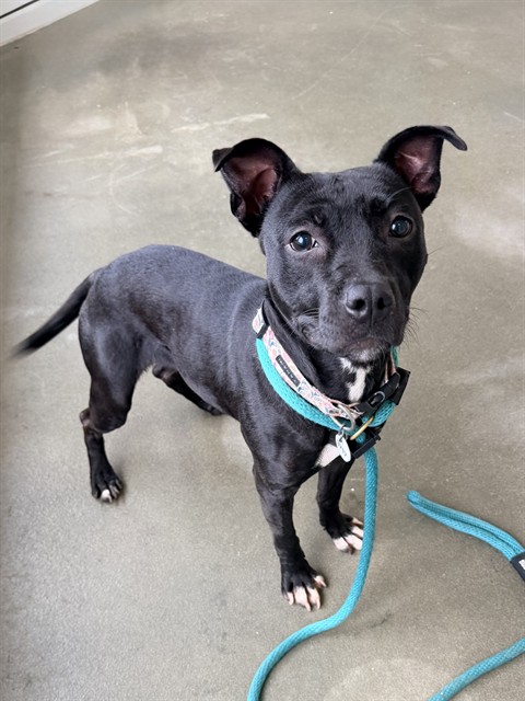 Tameka, American Pit Bull Terrier