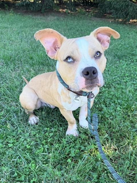 Ben, Pit Bull Terrier