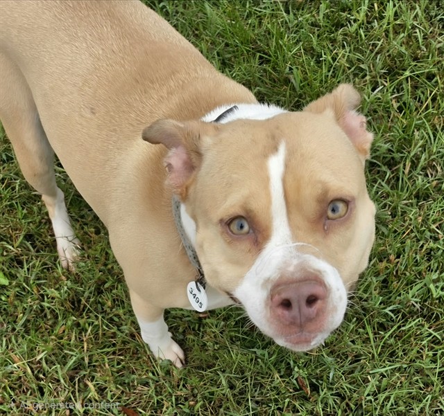 Luisa, American Pit Bull Terrier Mix