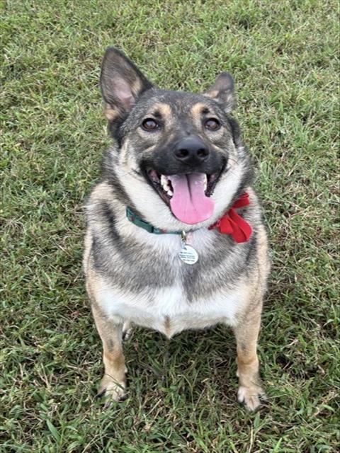 Fives, German Shepherd Dog