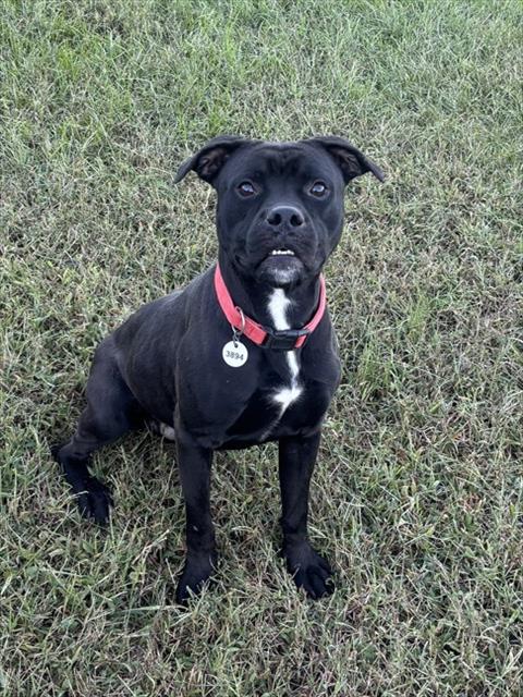 Ludwig, Boxer Mix