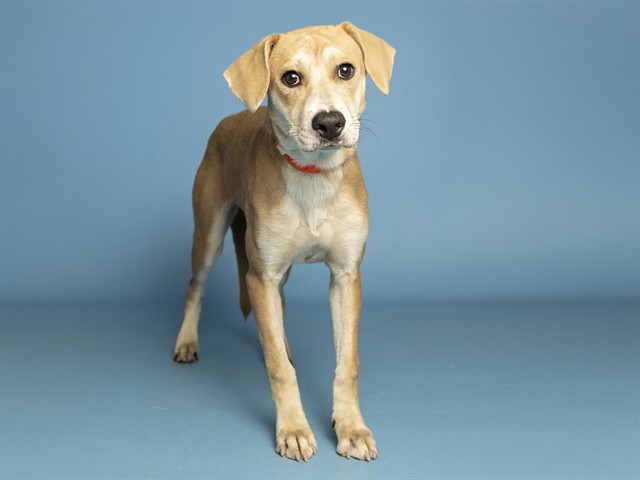 Image of Juneberry the dog