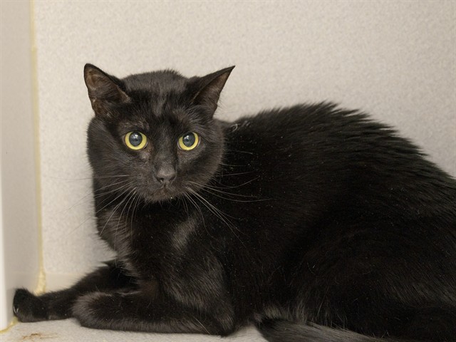 Image of Binx the cat