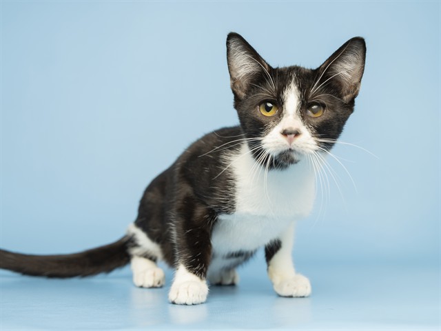 Image of Pete the cat