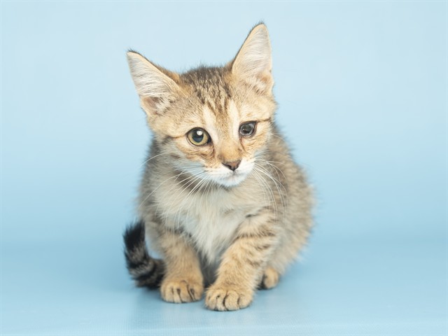 Image of Anne the cat