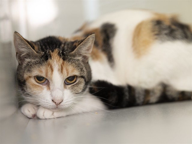 Image of Pearlie the cat