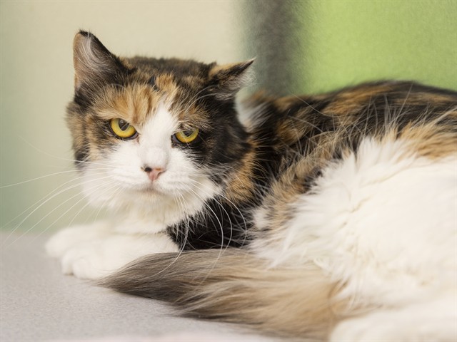 Image of Chloe the cat