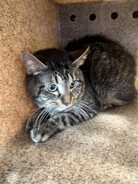 Image_A803270