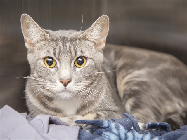 Image of Joy the cat