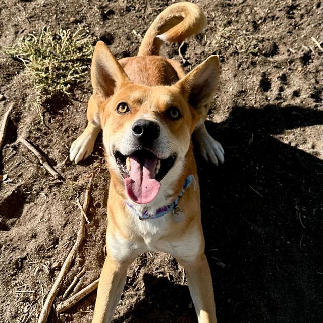 IGOR