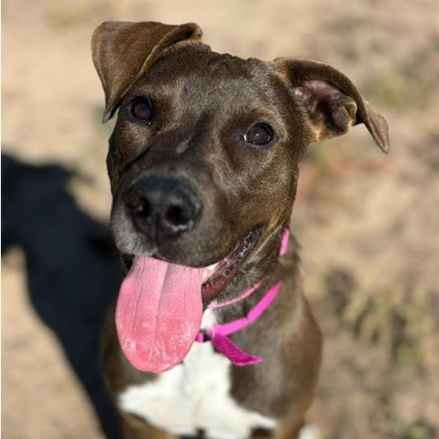 KORRA