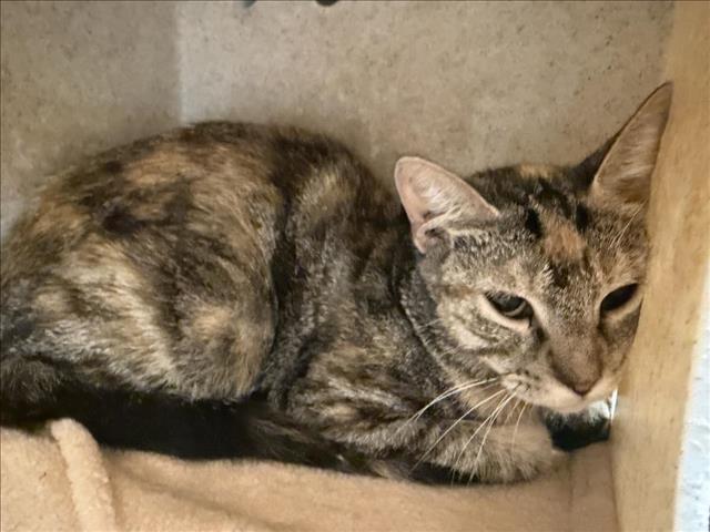 Image_A185240