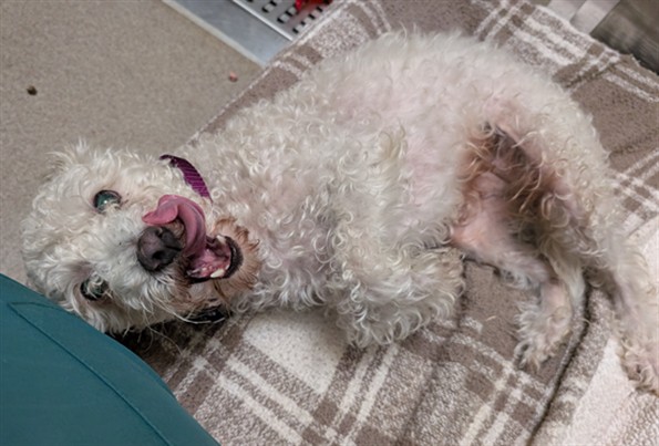 1ST MATE  BELLY RUBS