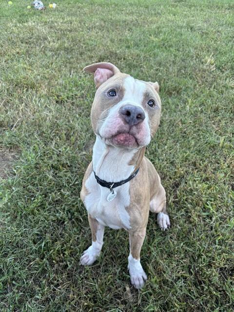 Moon, American Pit Bull Terrier Mix