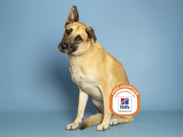 Image of Luna the dog