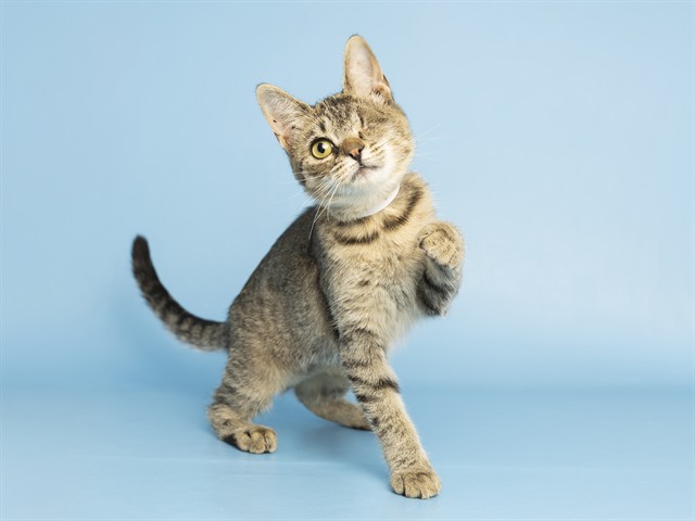 Image of Kidder the cat