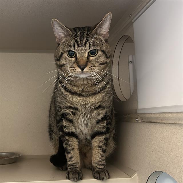 SOLOMON