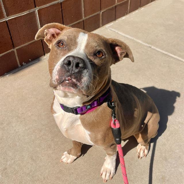 STELLA