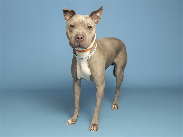 Image of Nyla the dog