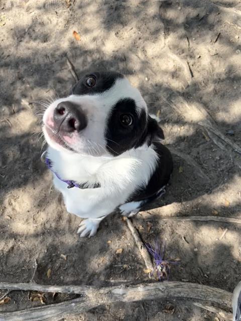 POGO