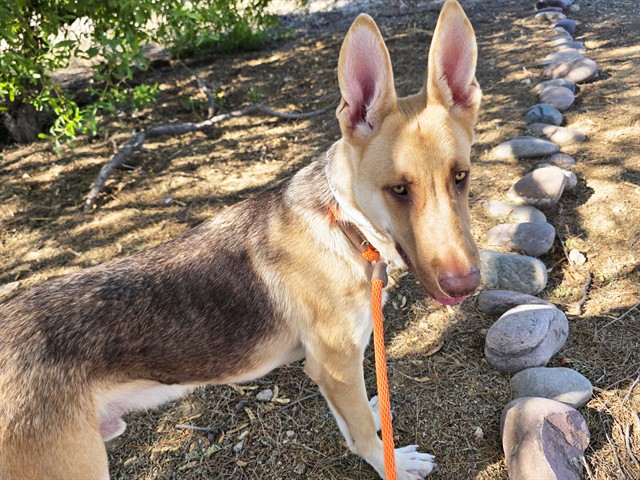 Image of Zeus the dog