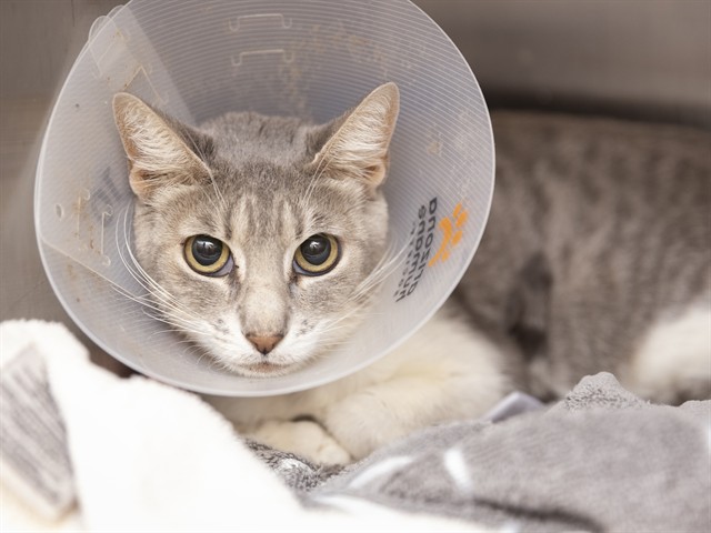 Image of Freya the cat